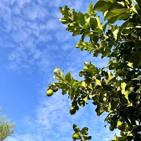 Limon *
